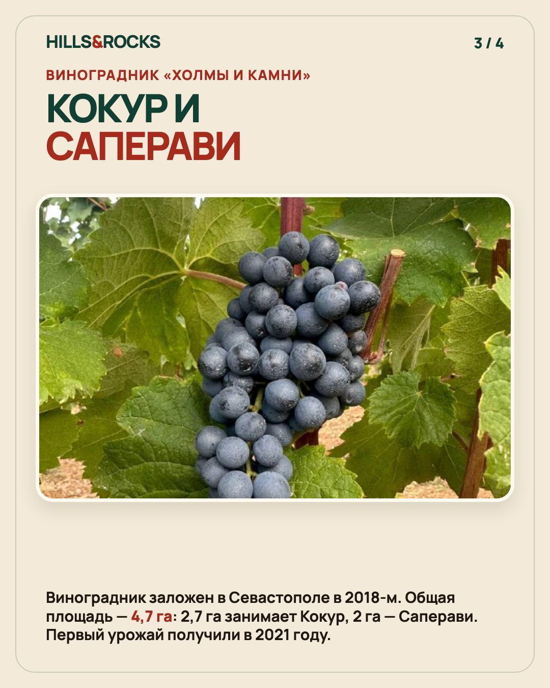 Виноградник Холмы и Камни: Кокур и Саперави